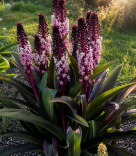 Eucomis 'Purple Reign'